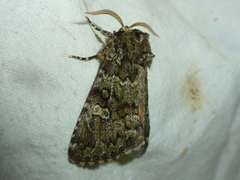 Olivenebula xanthochloris