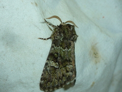 Olivenebula xanthochloris