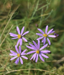 Galatella angustissima