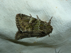 Olivenebula xanthochloris