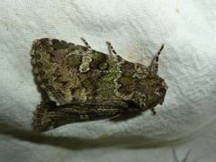 Olivenebula xanthochloris