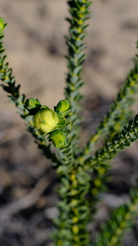 Image of Geleznowia verrucosa by (c) Peter Crowcroft, some rights reserved (CC BY)