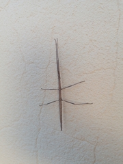 Clonopsis gallica