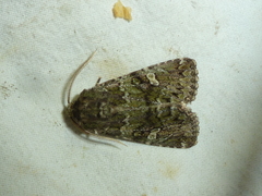 Olivenebula xanthochloris