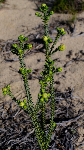Image of Geleznowia verrucosa by (c) Peter Crowcroft, some rights reserved (CC BY)
