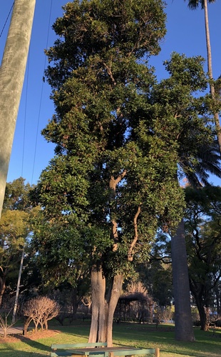 Stenocarpus sinuatus