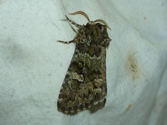 Olivenebula xanthochloris