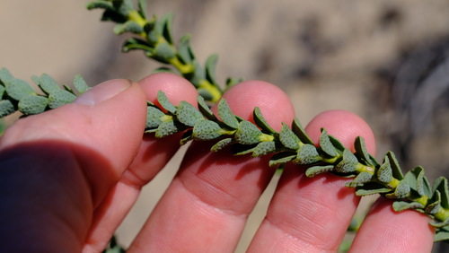 Image of Geleznowia verrucosa by (c) Peter Crowcroft, some rights reserved (CC BY)