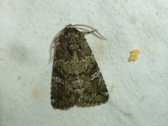 Olivenebula xanthochloris