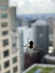 Larinioides