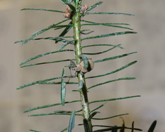 Otiorhynchus armadillo