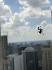 Larinioides