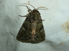 Olivenebula xanthochloris