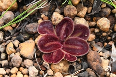 Drosera squamosa