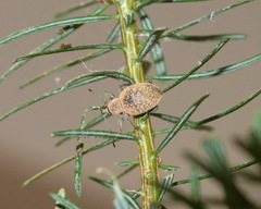 Otiorhynchus armadillo