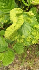 Taphrina tosquinetii