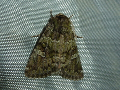 Olivenebula xanthochloris