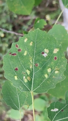 Aceria varia