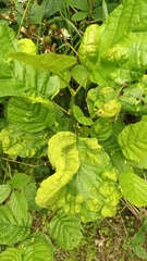 Taphrina tosquinetii