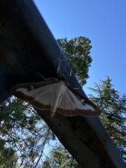 Cydalima perspectalis