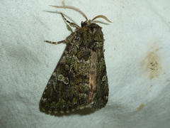 Olivenebula xanthochloris