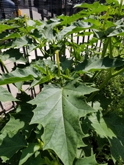 Datura stramonium