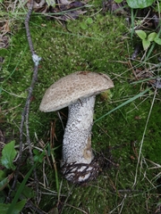 Leccinum versipelle