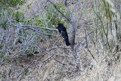 Strepera versicolor melanoptera