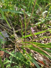Hemipilia cucullata