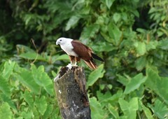 Haliastur indus indus