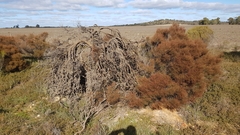 Allocasuarina pusilla