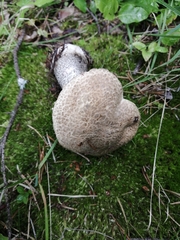 Leccinum versipelle