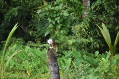 Haliastur indus indus