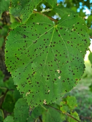 Paracercosporidium microsorum