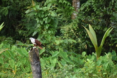 Haliastur indus indus