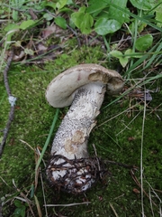 Leccinum versipelle