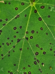 Paracercosporidium microsorum