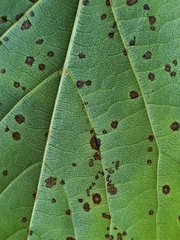 Paracercosporidium microsorum