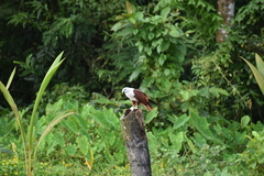 Haliastur indus indus