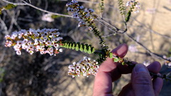 Scholtzia uberiflora