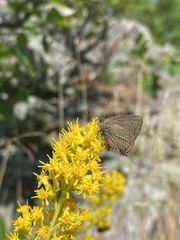 Satyrium edwardsii