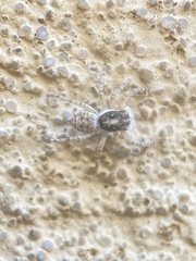 Menemerus semilimbatus