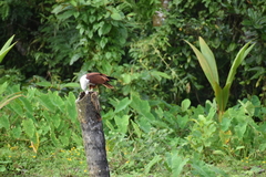 Haliastur indus indus