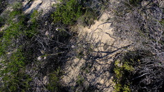 Scholtzia uberiflora