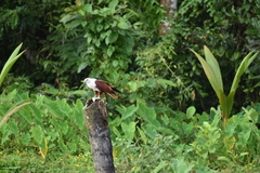 Haliastur indus indus