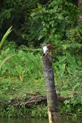 Haliastur indus indus