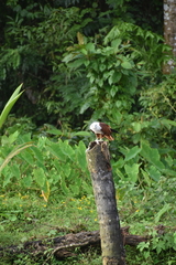 Haliastur indus indus