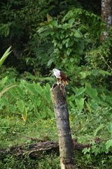 Haliastur indus indus