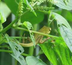 Calotes versicolor
