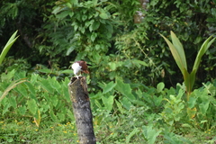 Haliastur indus indus